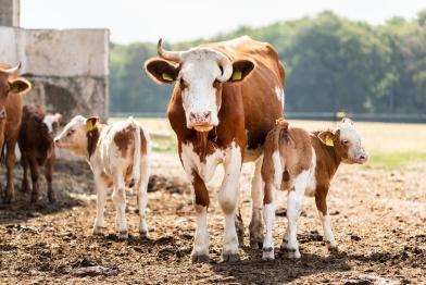 Ökologischer Milchviehbetrieb in Deutschland