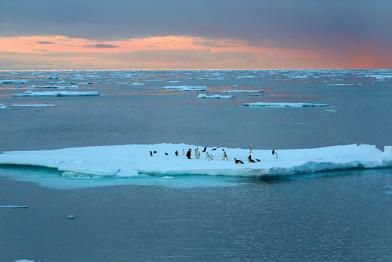 Pinguine in der Antarktis, rotgefärbter Himmel