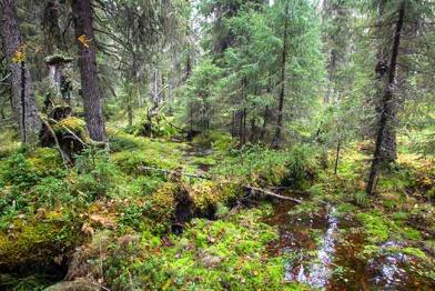 Waldwildnis im Dvinsky-Wald