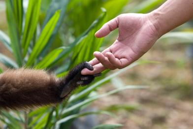 Affenhand und Menschenhand