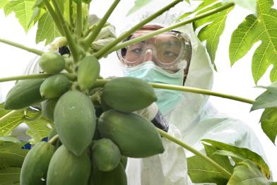 Greenpeace-Aktivisten helfen einem Farmer in der Provinz Rayong (200 Kilometer östlich von Bangkog/Thailand) gentechnisch verunreinigte Papaya sicherzustellen, Mai 2006.