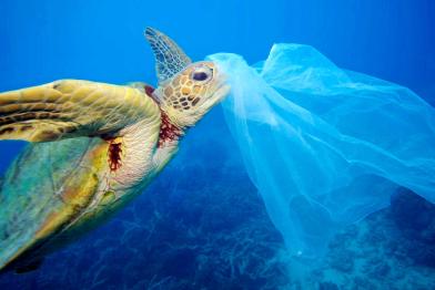 Seeschildkröte frisst Plastiktüte