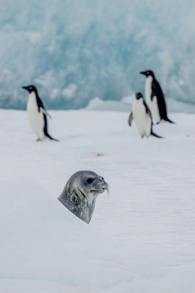 Weddellrobben und Adelie-Pinguine