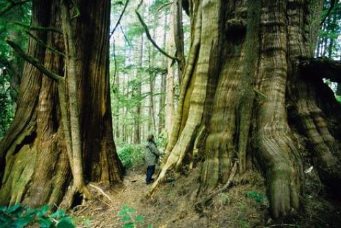 Regenwald Canada