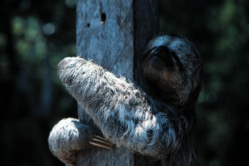 Faultier im Amazonas-Regenwald