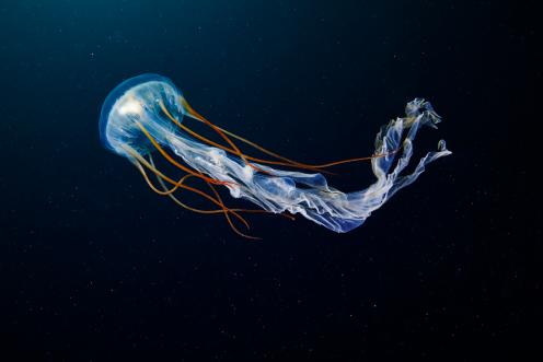 Scyphozoan Jellyfish in the Arctic