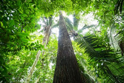 Wald in der Nähe des Tapajós-Flusses im Amazonas-Regenwald