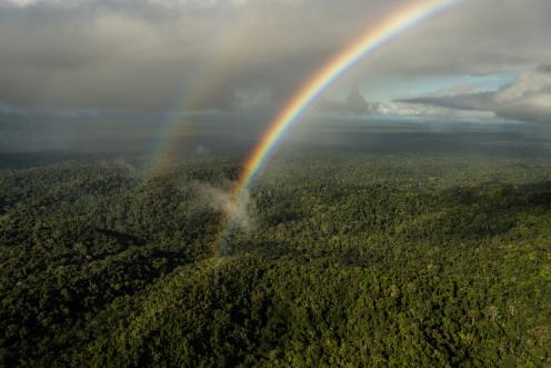 Brazil Rainforest and Destruction