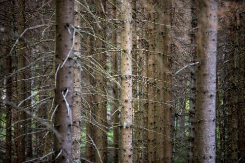 Waldsterben im Hartz: Die außergewöhnlichen Hitze und ausbelibender Niederschlag setzen den Bäumen in Deutschland schwer zu.