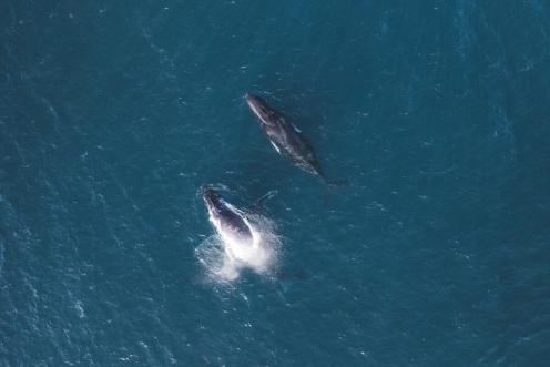 Humpback Whales Migrating North off Northern Western Australia