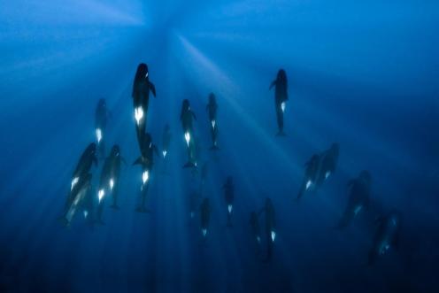 Pod of Pilot Whales Underwater in Indian Ocean, Western Australia