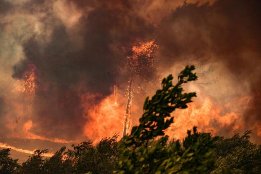 Ein Wald steht in Flammen