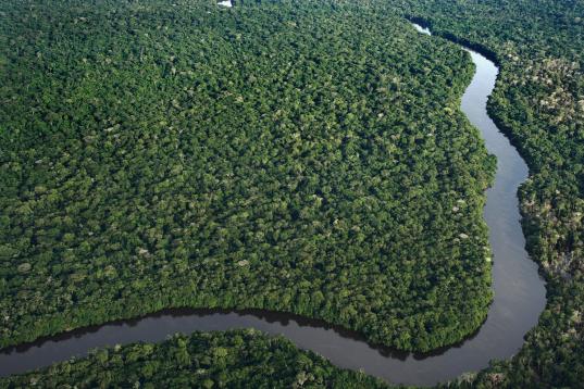 Wald und Fluss Amazonas