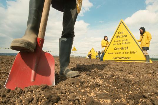 Action against GE Wheat in Germany