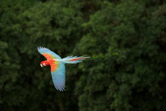 Ara im brasilianischen Regenwald