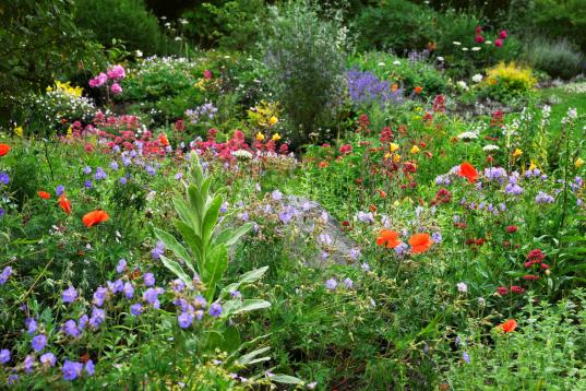 Bee Friendly Garden in Germany