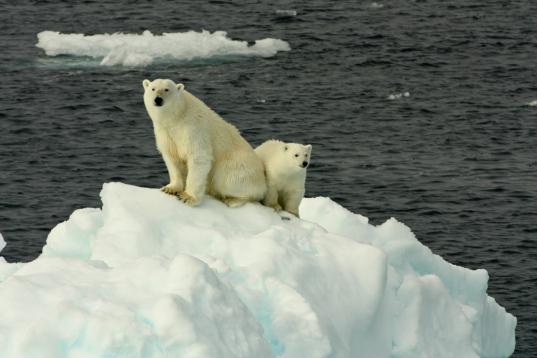 Eisbären in der Arktis