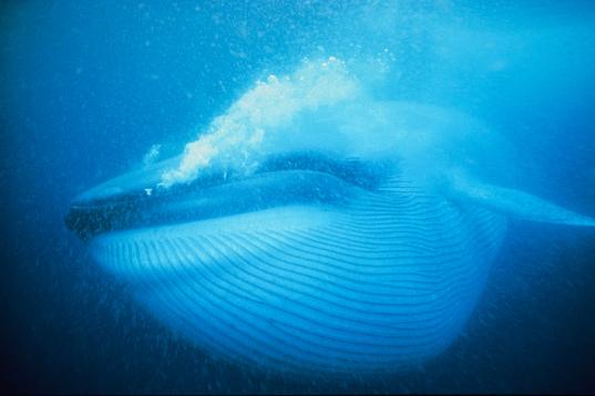 Blue Whale in Mexico