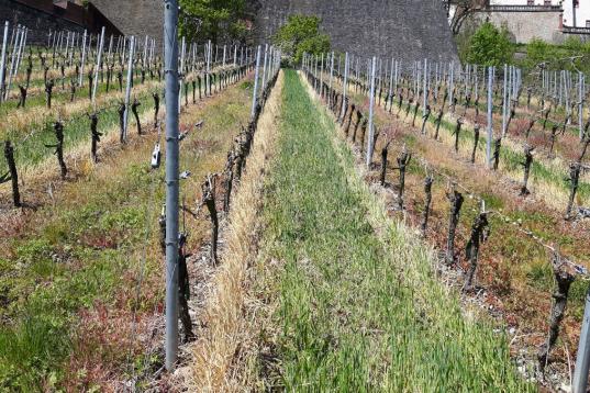 Ein Weinberg in Süddeutschland, der mit dem Pestizid Glyphosat behandelt wird.