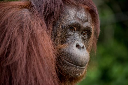 Orangutan at BOS Nyaru Menteng Orangutan Rescue Center in Indonesia