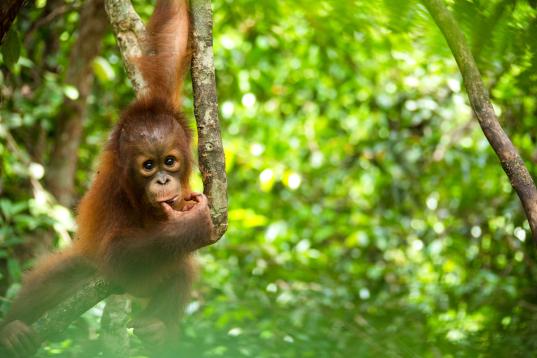 Orangutan at BOS Nyaru Menteng Orangutan Rescue Center in Indonesia