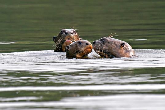 Giant Otter (Pteronura brasiliensis) in the Amazon