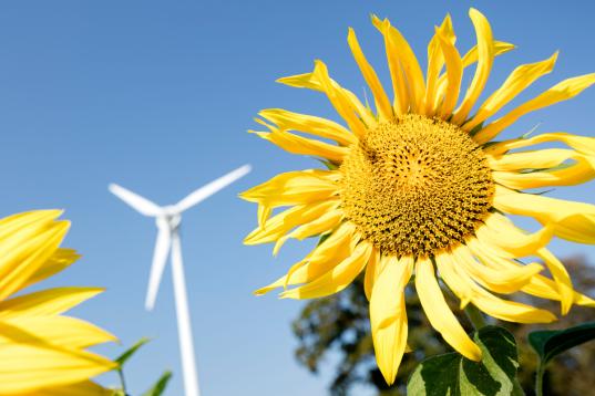 Sonnenblume und Windmühle in der Nähe von Wismar in Brandenburg.