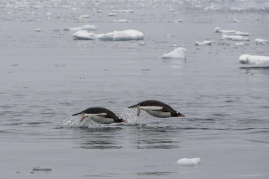 Gentoo Penguins in the Errera Channel