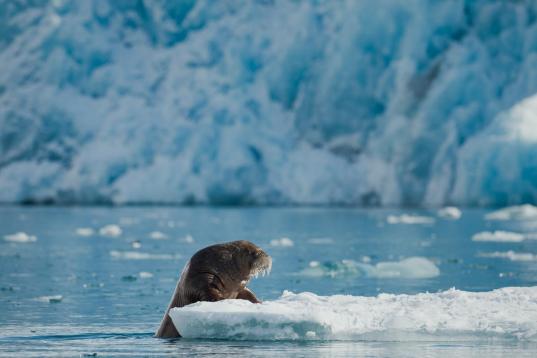 Ein Walross vor dem Sjettebreen Gletscher in Svalbard im Jahr 2019