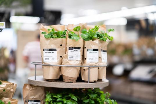 Herbs in Paper Packaging