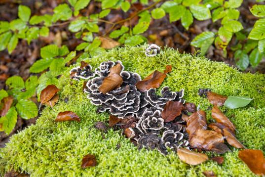 Fotodokumentation im Lübecker Stadtwald im Spätsommer 2019. Der Lübecker Stadtwald ist ein Beispiel für Naturwald und gilt weltweit als vorbildlich.