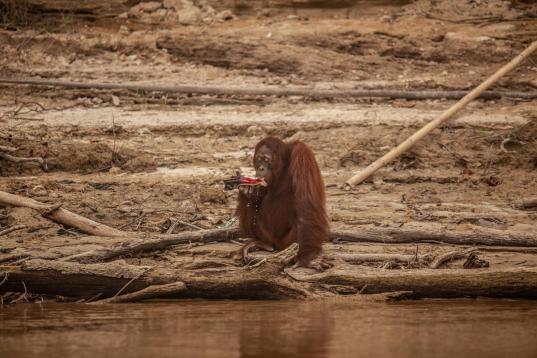 Orangutan Threatened by Haze in Central Kalimantan