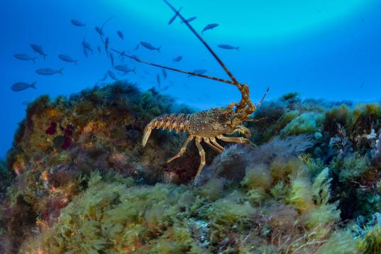 Tristan Rock Lobster auf einem der Gipfel des Mount Vema