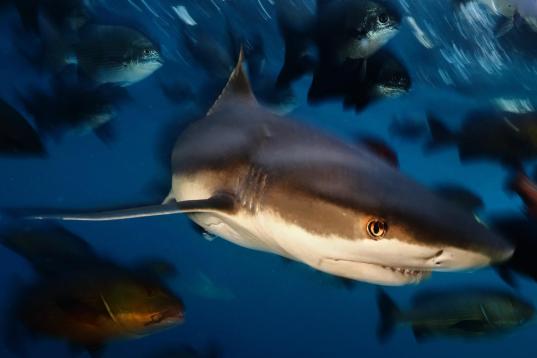 Black Tip Reef Sharks in Raja Ampat, Papua, Indonesia