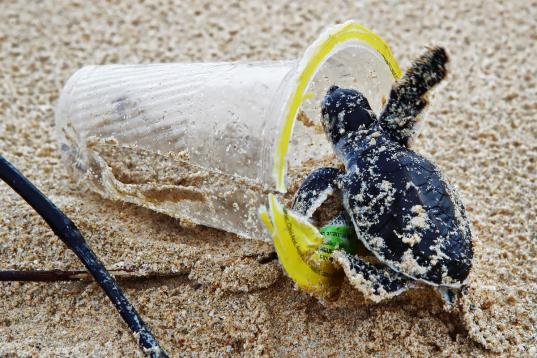 Kleine grüne Meeresschildkröte in einem Plastikbecher am Strand