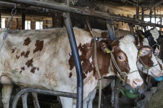 Mehrere Kühe stehen nebeneinander in Anbindehaltung