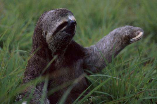 Sloth (Bradybus variegates) in forest of Peru