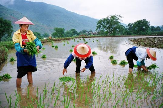 Frauen arbeiten auf einem Reisfeld in Xinping