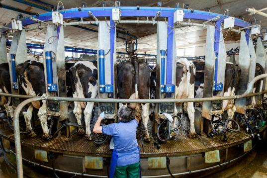 Conventional Dairy Farm in Germany