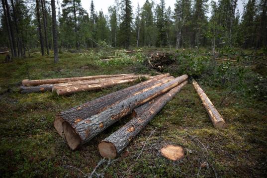 Abgeholzte Bäume im Wald