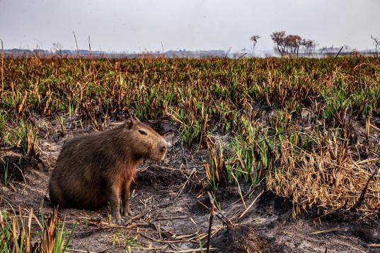 Fires Affect 800 Thousand Hectares in Corrientes, Argentina