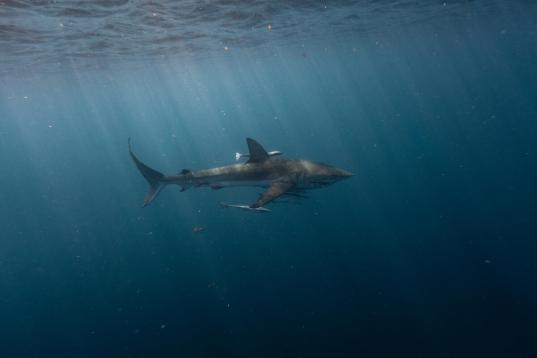 Dusky Whaler shark Traveling around Ningaloo Marine Park