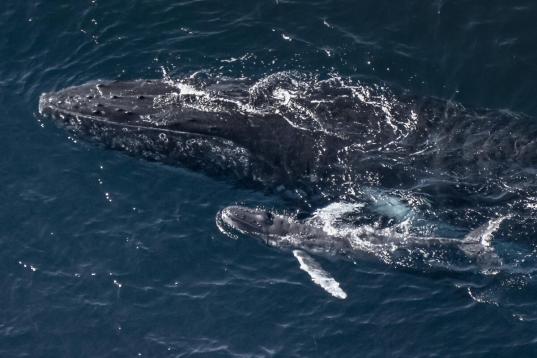 Newborn Humpbacks taking their First Breaths