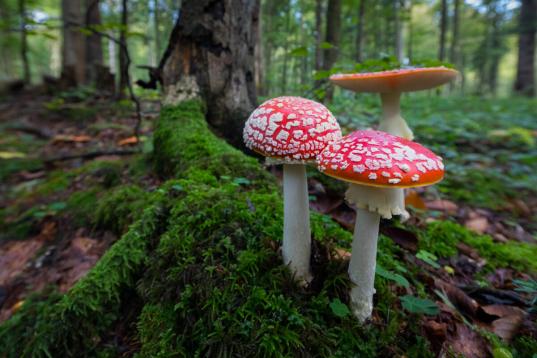 Pilze, rot mit weißen Punkten, im Wald