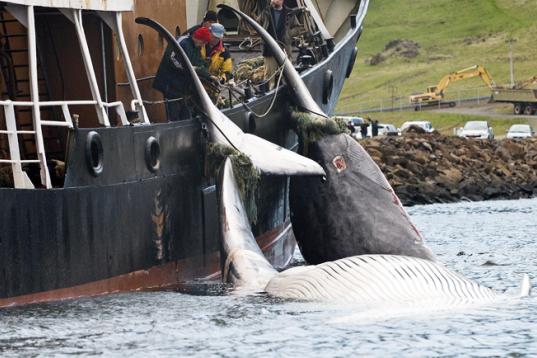 Zwei Walfänger ziehen auf einem Boot tote Wale an Bord