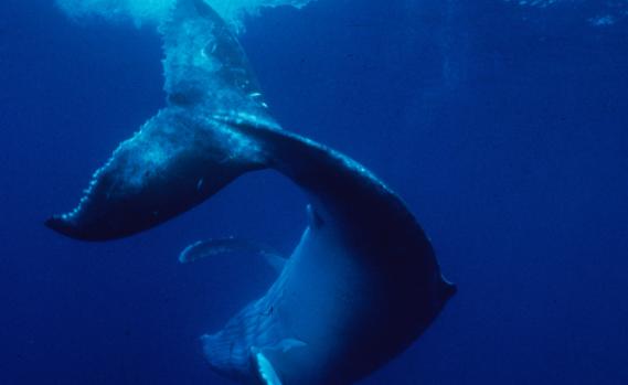 Humpback Whale in Pacific Ocean