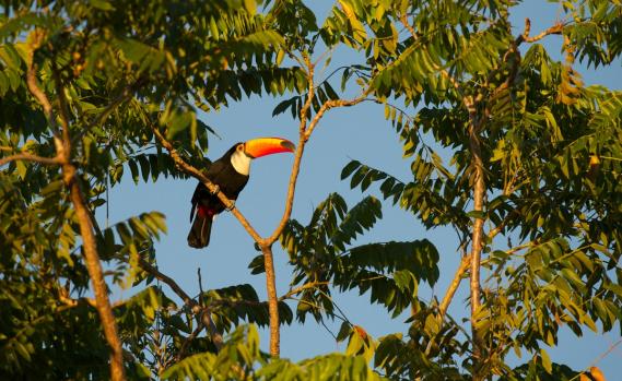 Toucan in Brazilian Rainforest