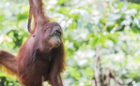 Orangutan at Rehabilitation Centre in Borneo