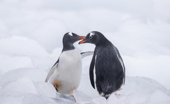 Eselspinguine in der Antarktis