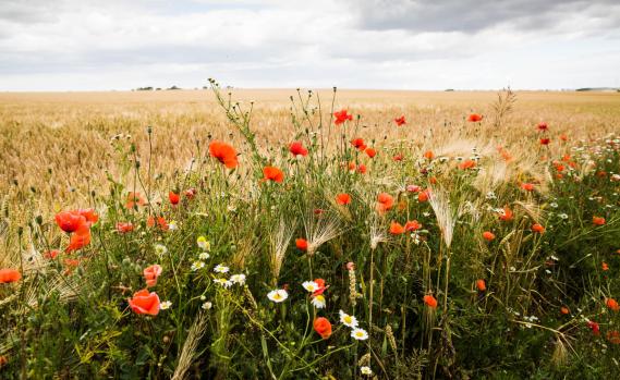 Bilder von blühenden Pflanzen in der Nähe von Getreidefeldern im Bundesland Sachsen-Anhalt während der Erntezeit. Die Ernten gehören zu den größten in Deutschland.